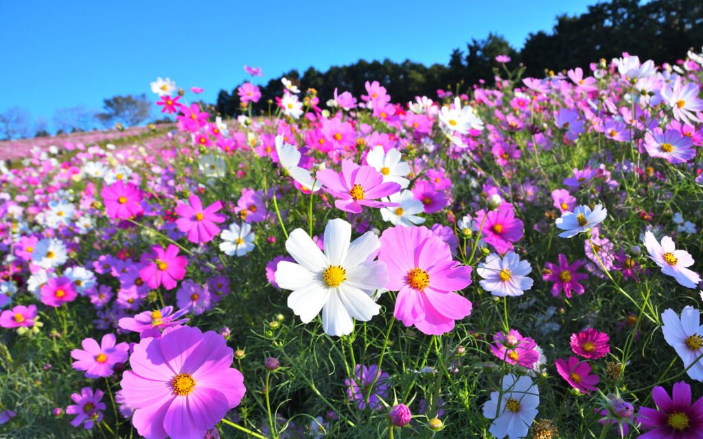 🌸 시라키미네 고원(시라키미네코우겐) 이미지 9